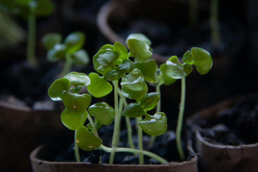 Zoomed in photo of a green plant growing in a pot. 